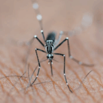 Médicos Sem Fronteiras celebra aprovação de vacina da dengue do Butantan e defende que interesse público prevaleça no acesso ao imunizante