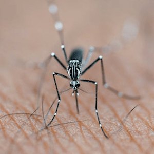 Médicos Sem Fronteiras celebra aprovação de vacina da dengue do Butantan e defende que interesse público prevaleça no acesso ao imunizante